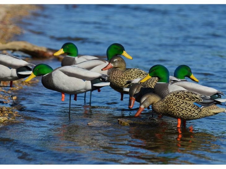 Duck Hunting Texas Coastal