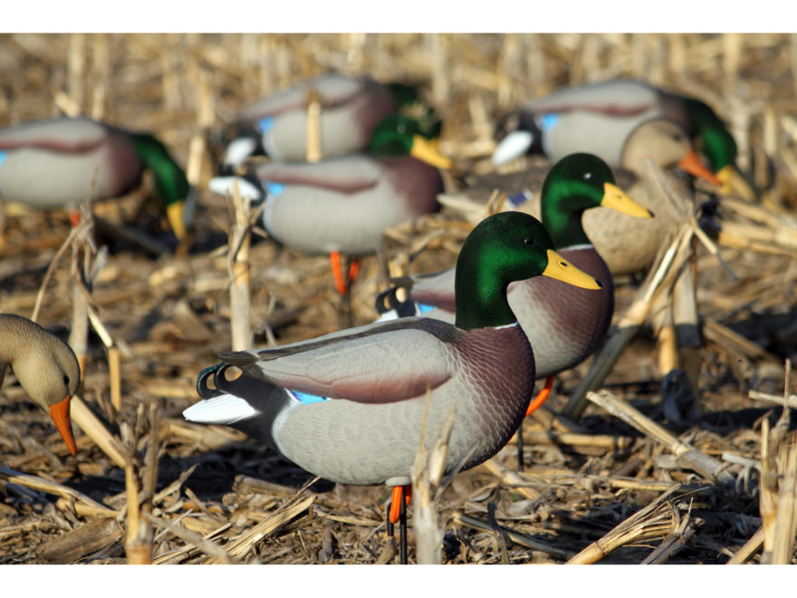 The Best Weather-Driven Duck Decoy Strategies for Texas Coastal Duck Hunting Enthusiasts