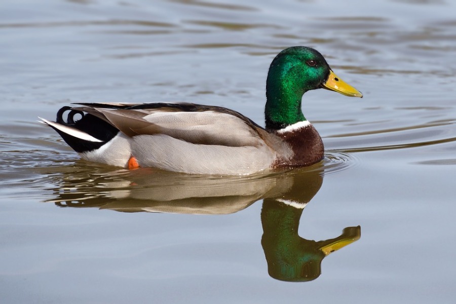 Important Tips to Successfully Hunt the Green Timber Mallard on Your Next Texas Coastal Duck Hunting Trip